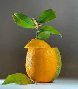 Лемончелло -настойка на лимоне